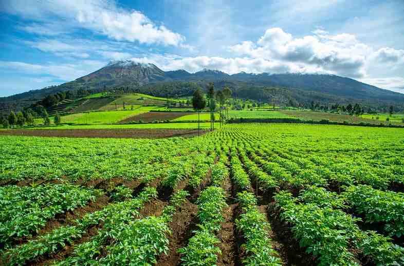 Agriculture & Plantation